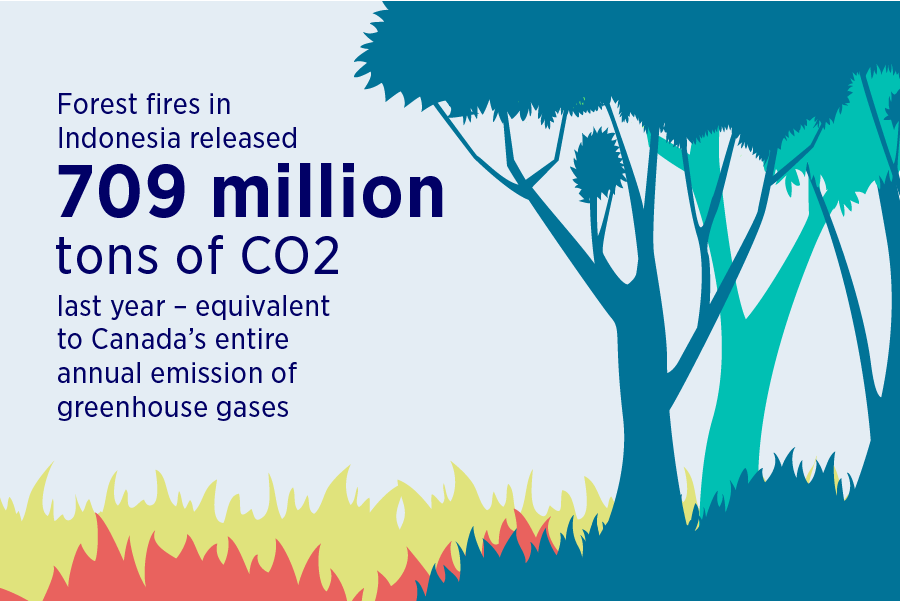 Fast Fact Forest fires