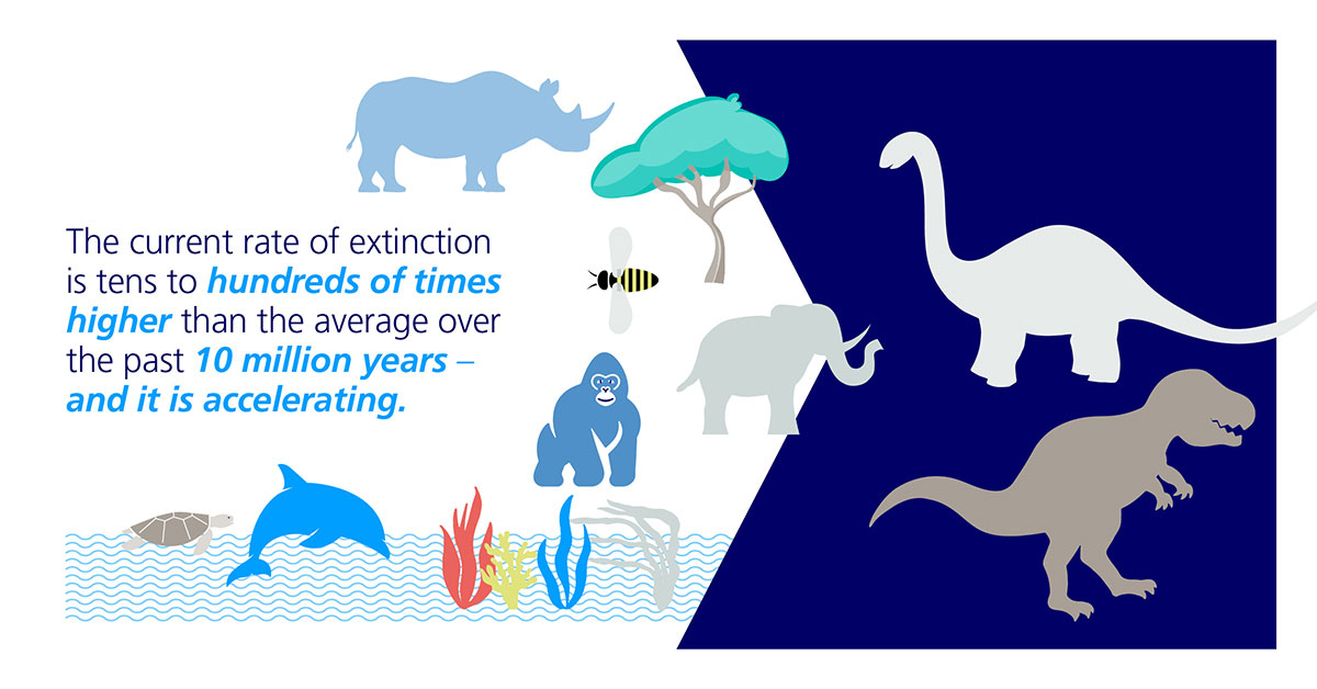 rate of extinction graph