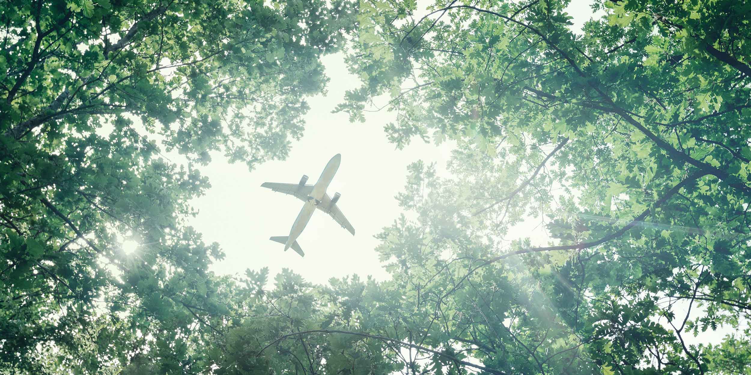 airplane above trees