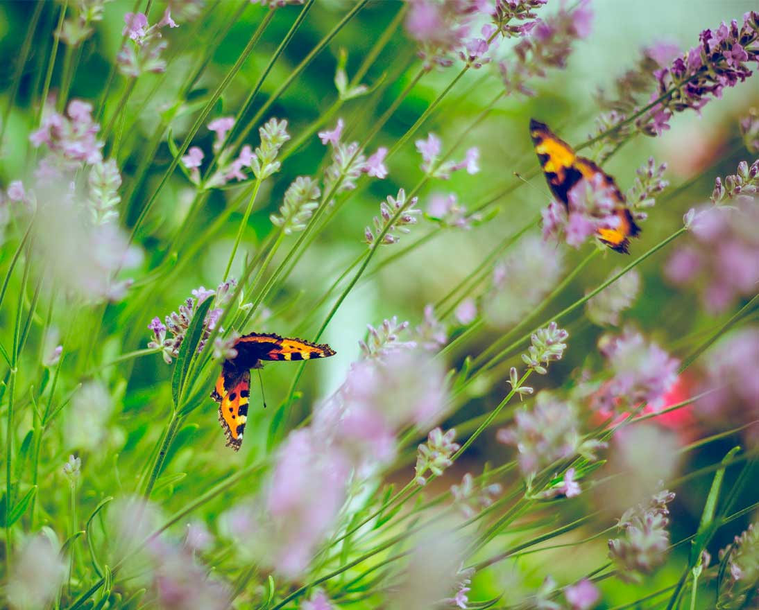 Two butterflies sipping nectar from lavender flowers