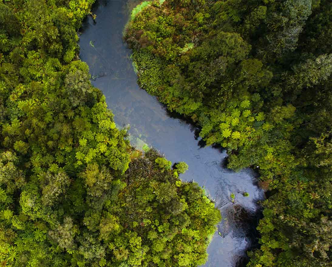 river flows through forest