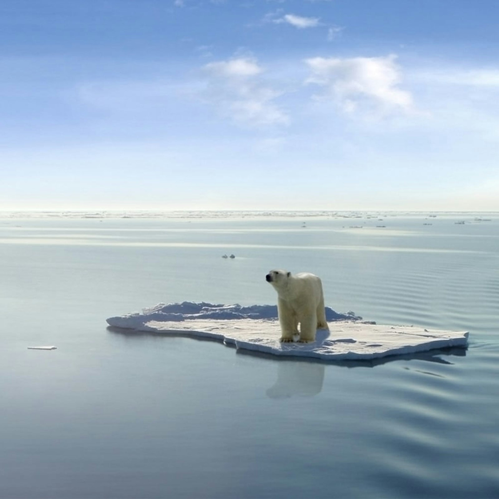 Polar bear stranded on iceberg