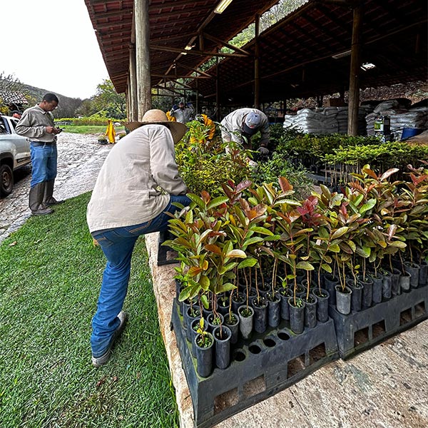 Instituto Terra employee working with plants