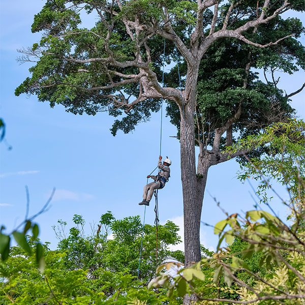 man working on a tree