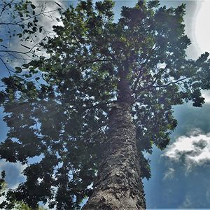 The Pau-Brasil Tree