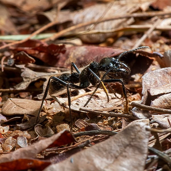 An ant on soil